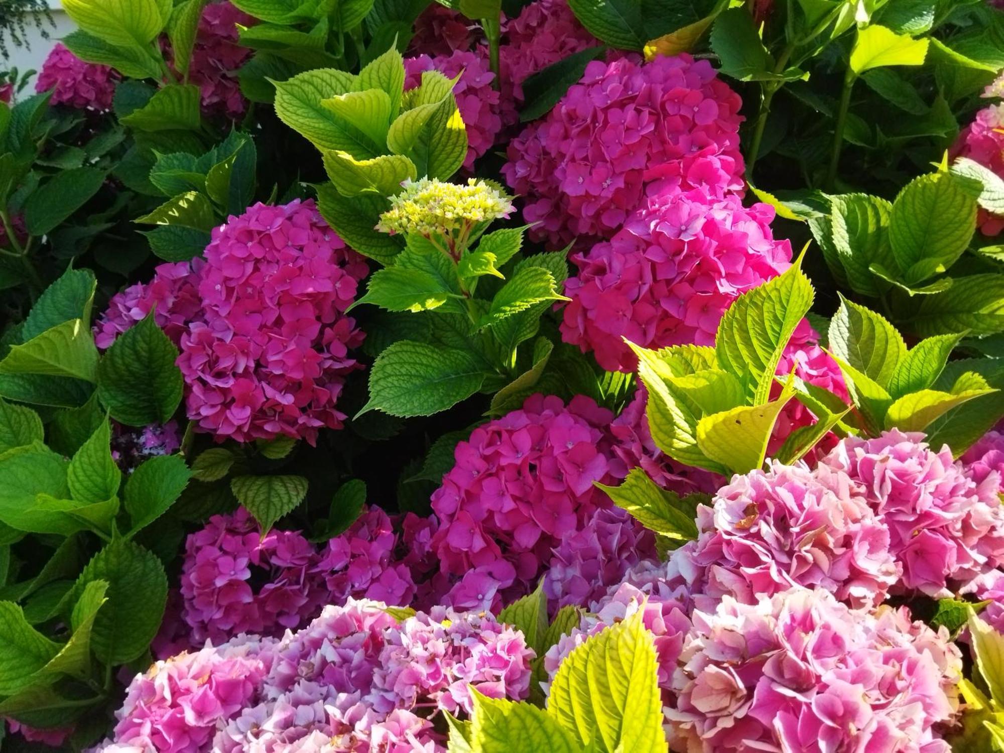 Les Hortensias Fortschwihr Eksteriør billede